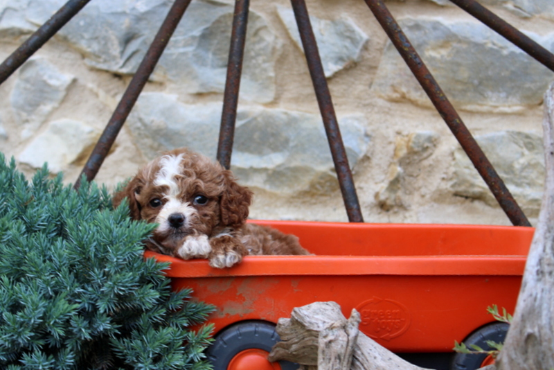 puppy, for, sale, Cavapoo, Matthew B. Stoltzfus, dog, breeder, Gap, PA, dog-breeder, puppy-for-sale, forsale, nearby, find, puppyfind, locator, puppylocator, aca